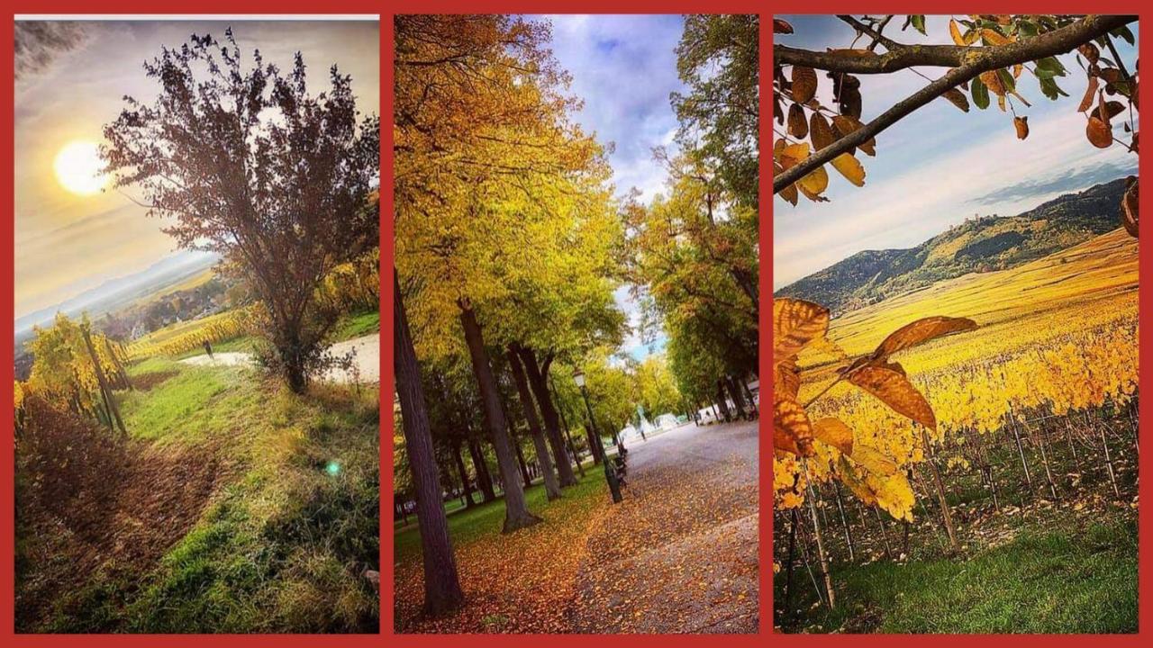 N¨°1 Schongauer Gite De Charme Centre Touristique Кольмар Екстер'єр фото